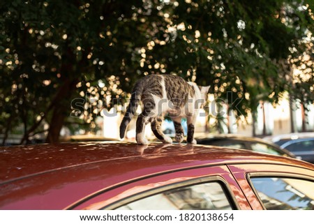 Homeless cat sitting on a red car
