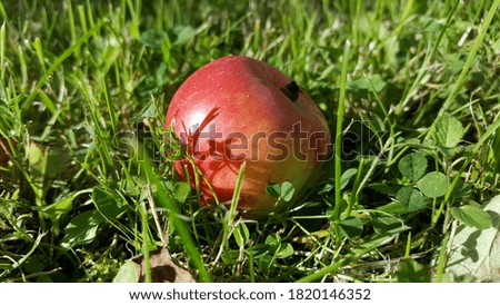 The texture of the skin of a red apple that has fallen on green grass in sunlight, from glare to shadow.