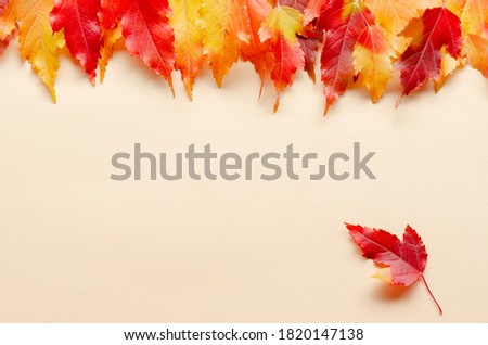 Colorful autumn leaves falling isolated on colored background. Fall Background.