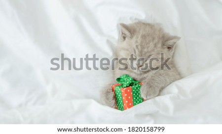 Gray kitten sleeps under blanket with gift box. Top down view. Empty space for text