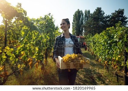 A happy successful female farmer or winemaker is walking in the middle of vine branches and carrying picked grapes during wine harvest season in vineyard for further high quality wine production Royalty-Free Stock Photo #1820169965