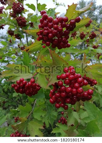 large red clusters of Viburnum berries.Autumn desktop Wallpaper