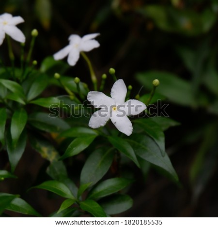 Little white Jasmine flowers in Bloom