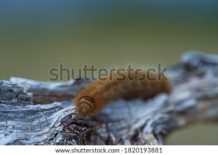 Fox moth caterpillar closeup on a piece of wood