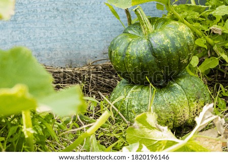 
Ripe pumpkin lies on the green grass. Close-up. The background.