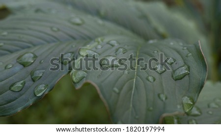 Rain drops on leaf with blurred background