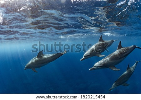 Indian Ocean Bottlenose Dolphin in Mikura Island,Japan