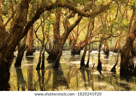 Cajeput wetland forest , Rayong botanic garden ,Thailand 