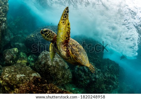 close up swimming turtle on a reef