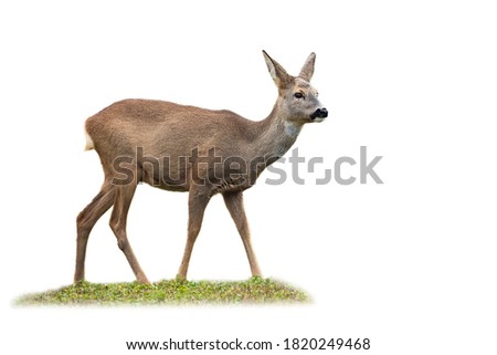 Roe deer, capreolus capreolus, doe standing on grass isolated on white background. Wild female mammal standing in grass cut out on blank. Brown creature watching around with copy space. Royalty-Free Stock Photo #1820249468