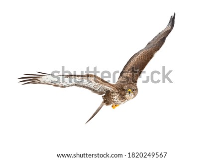 Common buzzard, buteo buteo, flying in the air isolated on white background. Majestic bird of prey spreading wings with copy space. Impressive brown animal in flight cut out on blank.