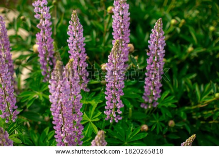 Violet flower on dark green foliage nature background. Close up macro shot green bush with colorful lupine bud. Beautiful summer spring natural fonts. Greeting card, screensaver concept