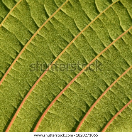 close up green leaf of Krathom ( Mitragyna speciosa )