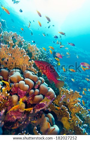 coral reef with red exotic fish cephalopholis at the bottom of tropical sea on blue water background