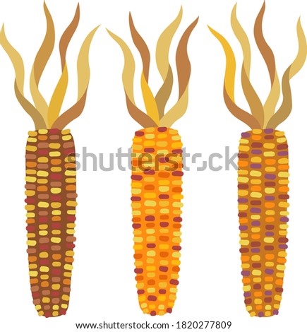 Illustration set of colorful flint corn Royalty-Free Stock Photo #1820277809