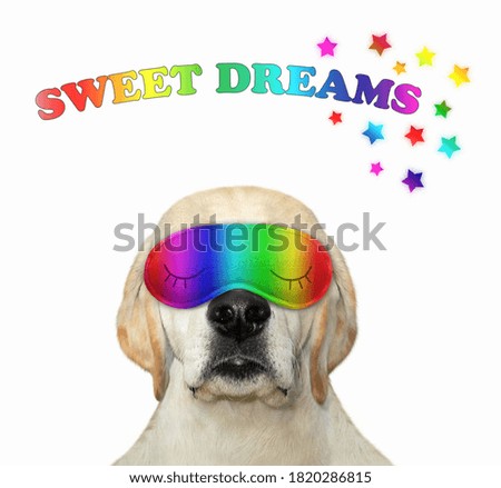 A dog put on a color sleeping mask. Sweet dreams. White background.  Isolated.
