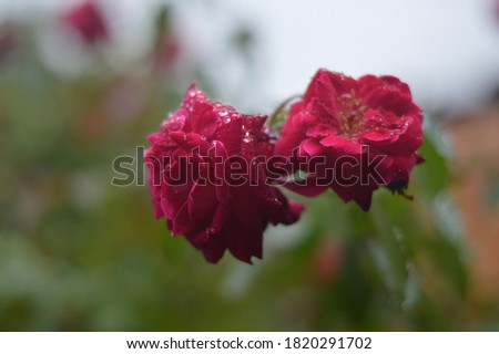 Two red roses focused in the frame 