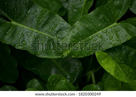Green leaf with raindrop for background and wallpaper
