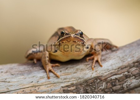 Frontal close up shot of European agile frog (Rana dalmatina) sitting on a  branch isolated on yellow background