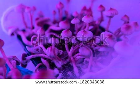 psilocybin mushrooms on the human psyche. Glitch effect Royalty-Free Stock Photo #1820343038
