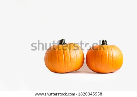 Close up shot of two classic orange pumpkin isolated on bright background as a symbol of autumnal holidays with a lot of copy space for text.