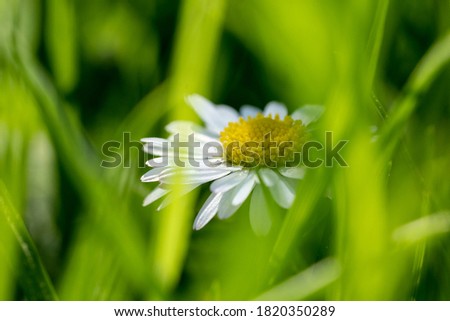 closeup image of a daisy flower blossom on green background, desktop wallpaper