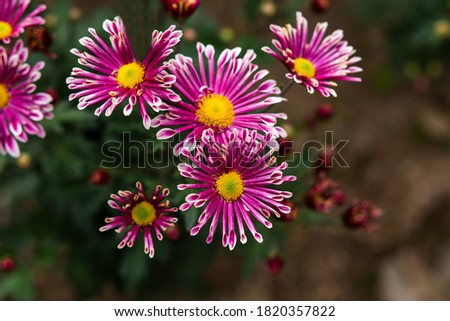 Purple chrysanthemums with an orange core close-up on a blurry background. Chrysanthemums bloom in the garden in autumn. Colorful autumn design. Magenta chrysanthemums in selective focus. Macro