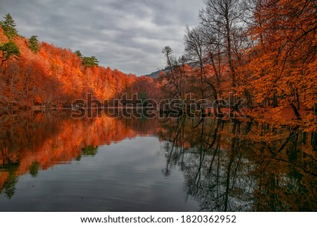 Autumn colors. Colorful fallen leaves in the lake. Magnificent landscape. Natonial Park. Photo taken on 10th November 2018 Yedigoller. Bolu, Istanbul, Turkey.