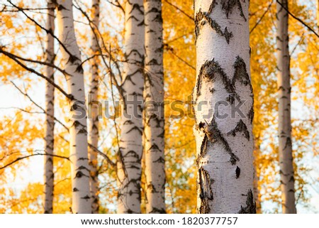 Birch tree and foliage in autumn colors at sunny day