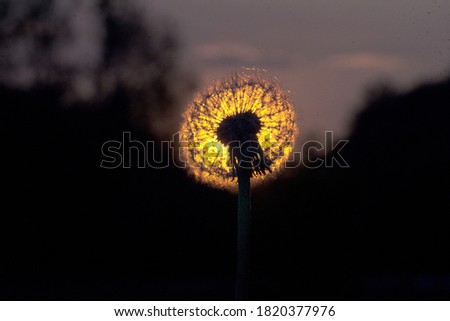 flower infront of sun amazing picture