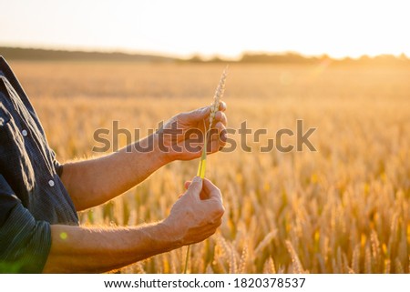 Beautiful wheat ears in man`s hands. Harvest concept. Sunlight at wheat field. Ears of yellow wheat. Close up nature photo. Idea of rich harvest.