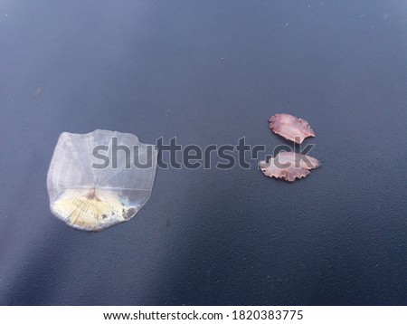 perca otoliths of european perch, hearing stones of perca fluviatilis and scale of rudd for age determination
 Royalty-Free Stock Photo #1820383775