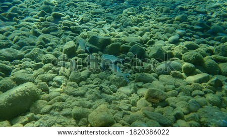 Pompano (Trachinotus) or derbio or silverfish and sargo or white seabream (Diplodus sargus) undersea, Aegean Sea, Greece, Halkidiki