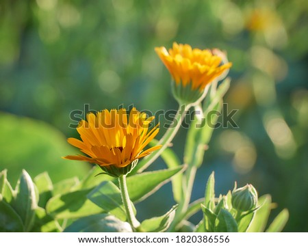 Bright orange calendula flowers (Calendula officinalis)