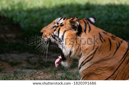 Indian Bengal Tiger (Panthera tigris) Yawing in natural habitat shot in the Jungles of Karnataka, India