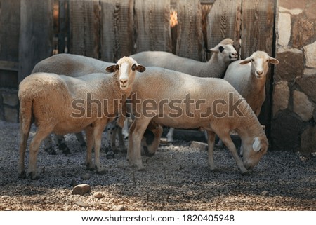 Sheep in local farm. Group of dairy sheep in the shade in the countryside.