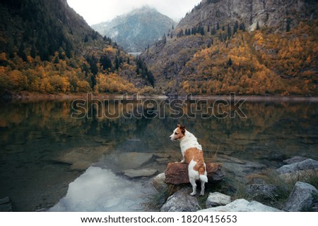 dog at mountain lake in autumn. Travel with Jack Russell Terrier. Tracking with a pet