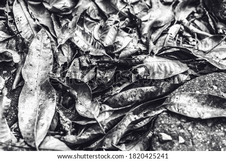 Close up detail of fallen dry dark forest leaves. Texture background, photo with autumn mood in black white tone, space for text, idea for wallpaper. Shallow depth of field