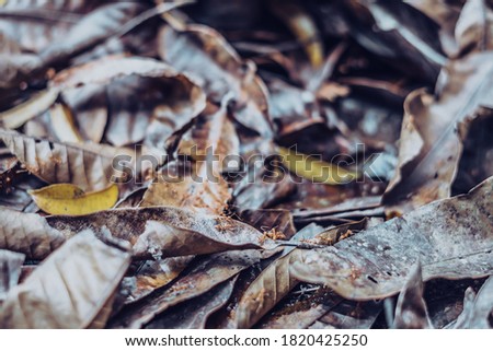 Close up detail of fallen dry dark yellow leaves with running red forest ants. Texture background, photo with autumn mood in brown tone, space for text, idea for wallpaper. Shallow depth of field
