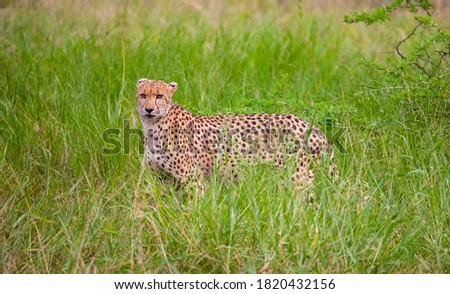 Cheetah (Acinonyx jubatus) is an interesting member of the feline family and is known for its fast running. 