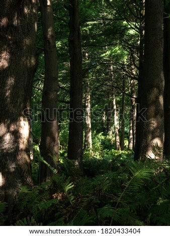 beautiful green forest background photography