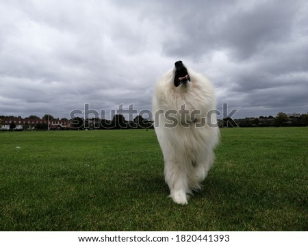 samoyed white fluffy dog head picture Samoyed also called smiling sammy howling and barking