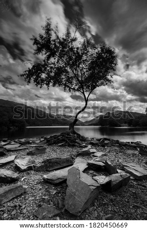 Long exposure landscape photography of 'The Lonely Tree' in Llyn Padarn, North Wales; situated amongst the mountains of Snowdonia.
