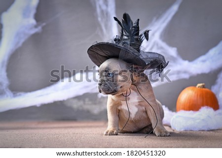 Cute French Bulldog dog puppy dressed up with large Halloween witch hat in front of seasonal background with spider webs and pumpkin
