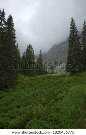 Alpine meadow and trees in rainy weather