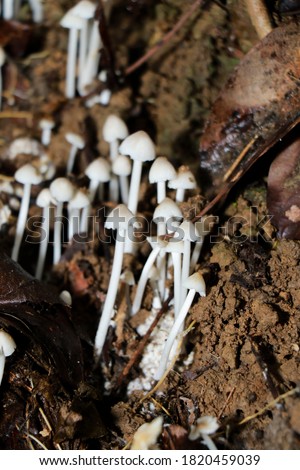 Natural Small Mushrooms In Forest