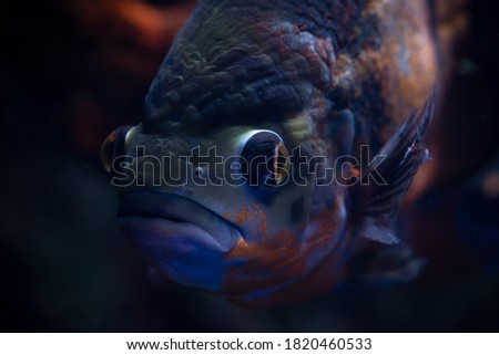 Big fish Astronotus ocellatus in freshwater aquarium 