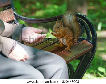 Feeding a little funny squirrel on the wooden bench in the park in spring. Senior adults come to the park in a special way to feed the squirrels and talking.  Wild animals , lend a hand theme