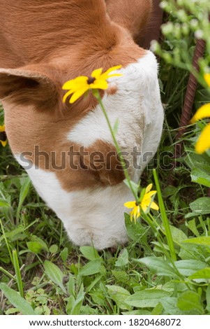 A small red and white calf feeding on grass among flowers