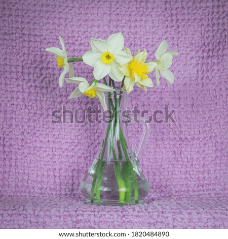 Home flowers. White daffodils on pale purple background.
